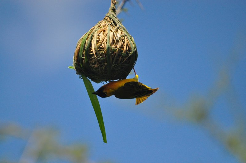 Weaver bird building a nest
