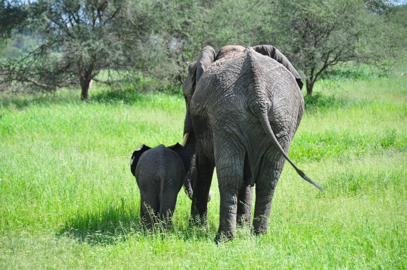 Elephant and calf grazing