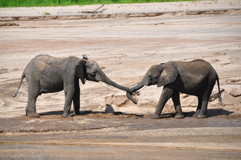 Two juvenile elephants wrestling