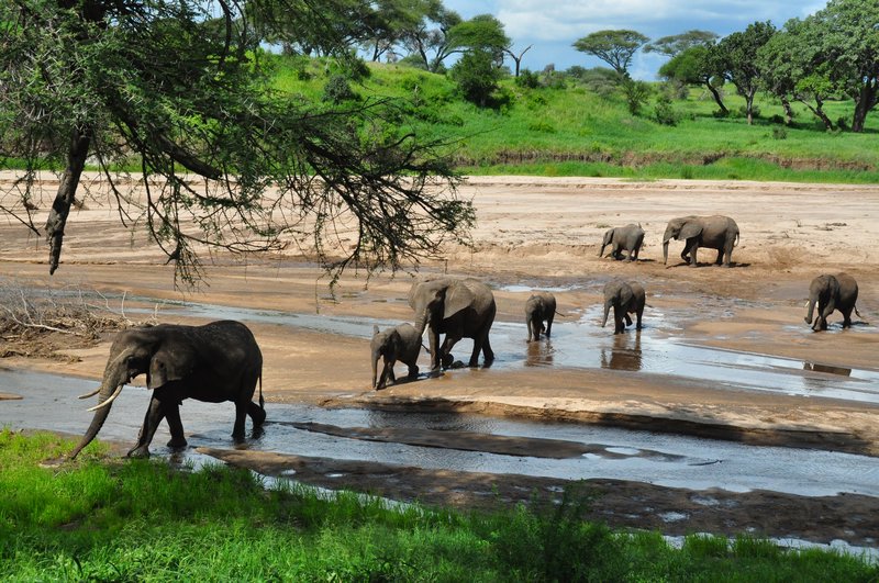 Elephant family enjoying the mud