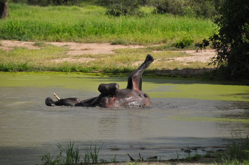 Elephant rolling in a pond