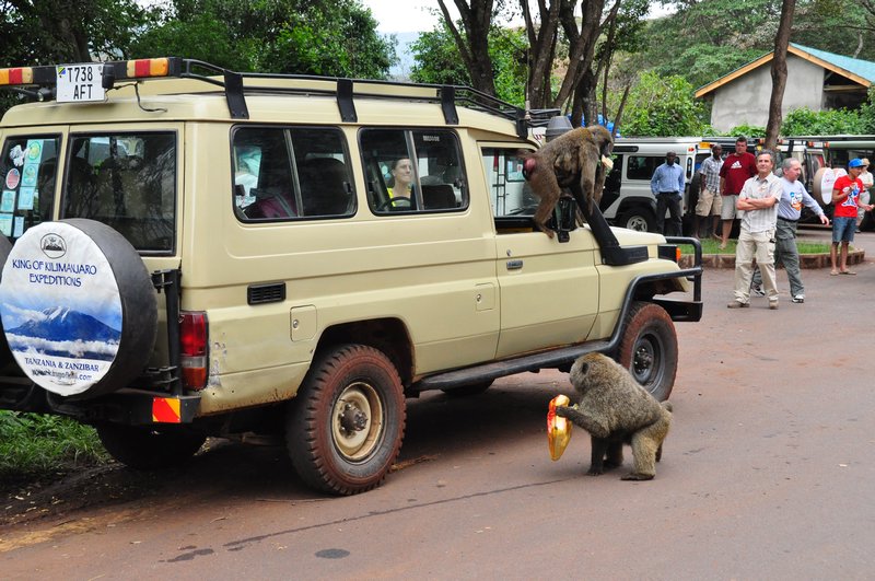 Baboons stealing food from people who left their windows open while waiting in line at the Ngorongoro gate