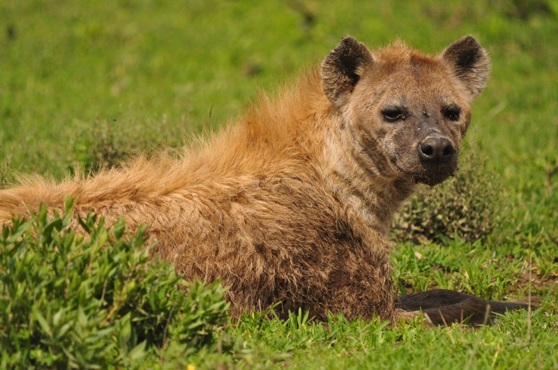 Very pregnant hyena cooling off in a mud puddle