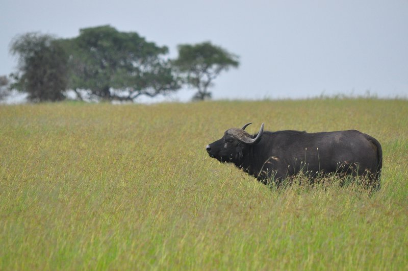 Cape Buffalo in long grass
