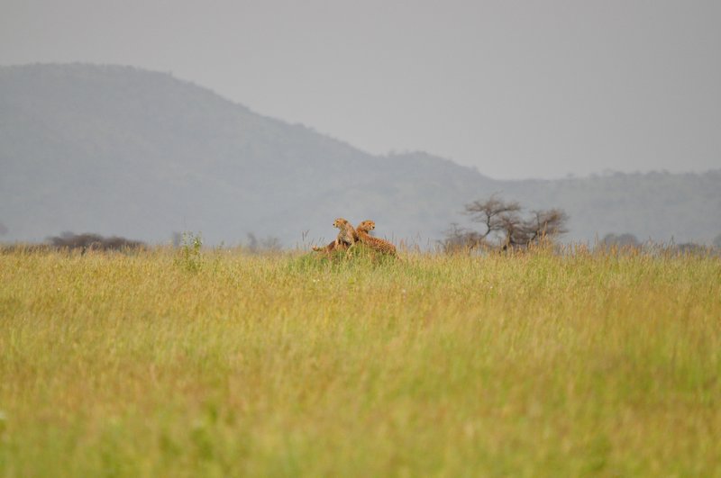 Two cheetahs on a termite mound