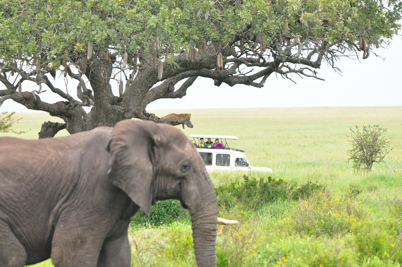 One-tusked bull elephant walking by a leopard in a tree with safari trucks gawking in the background