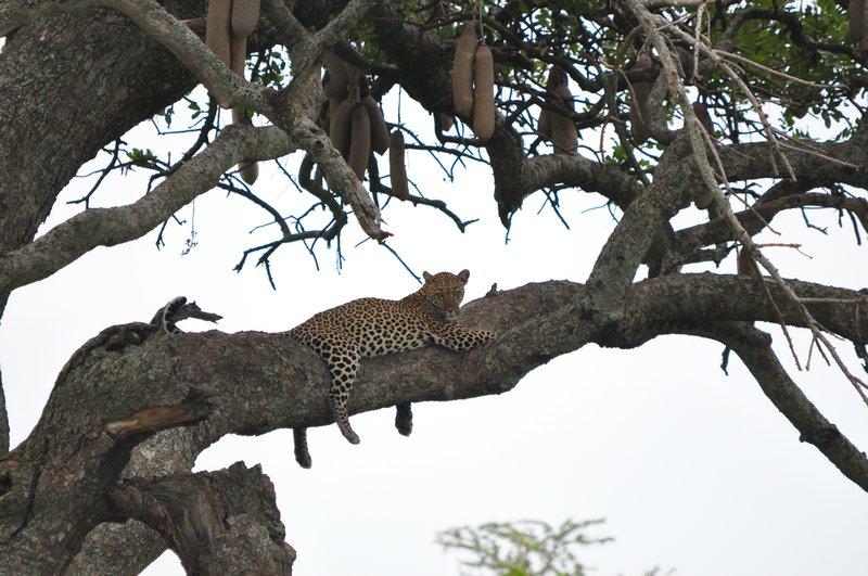 Leopard lounging in a sausage tree
