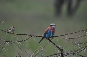 Lilac-breasted roller and little bird