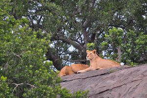 Lionesses relaxing on a rock