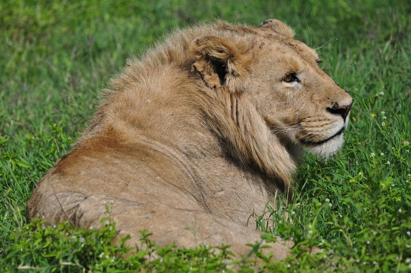 Young male lion with mane just starting to grow in 