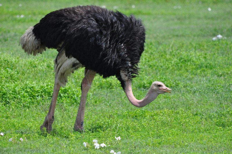 Ostrich looking for insects