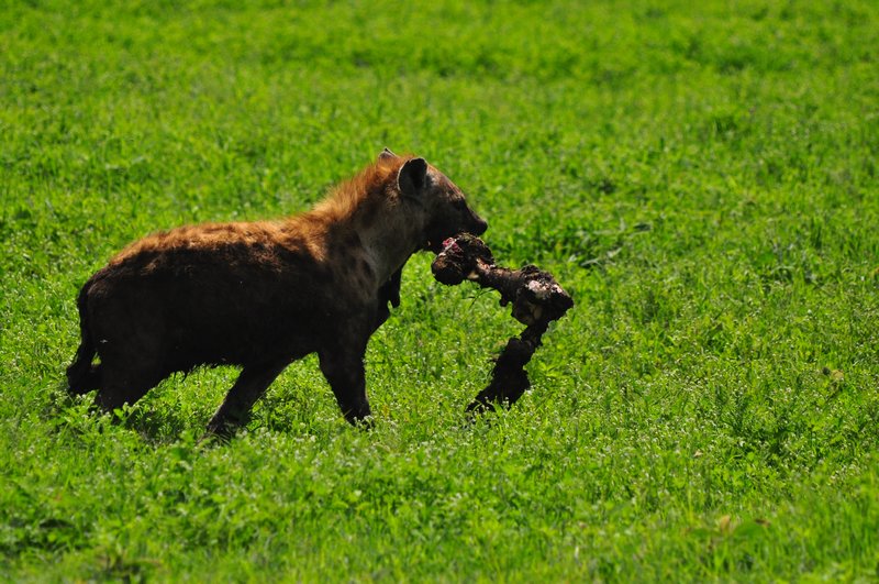 Hyena with buffalo leg