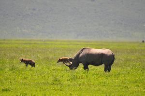 Black rhino charging two hyenas that got too close