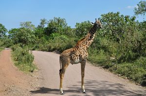Giraffe blocking the road on our way out of Arusha National Park