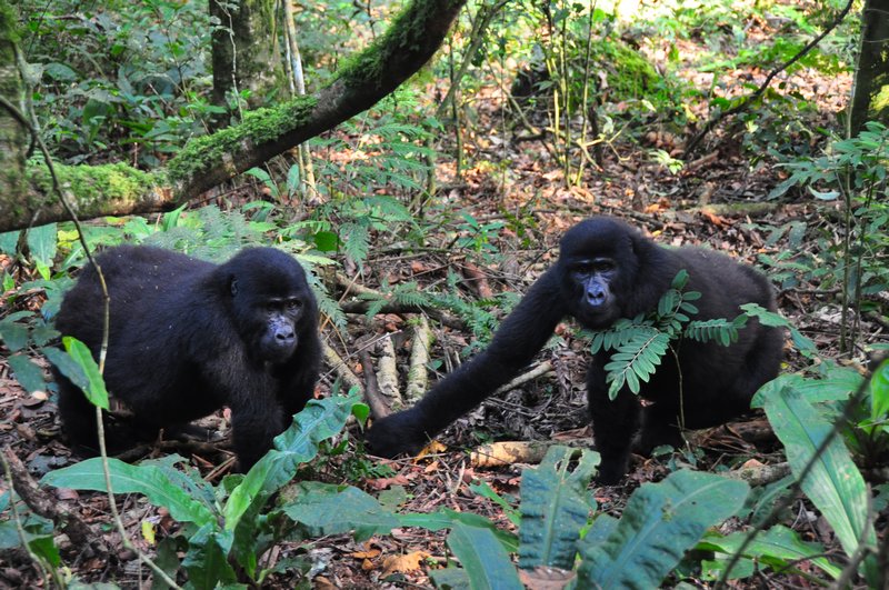 Two gorillas from the Rushegura family