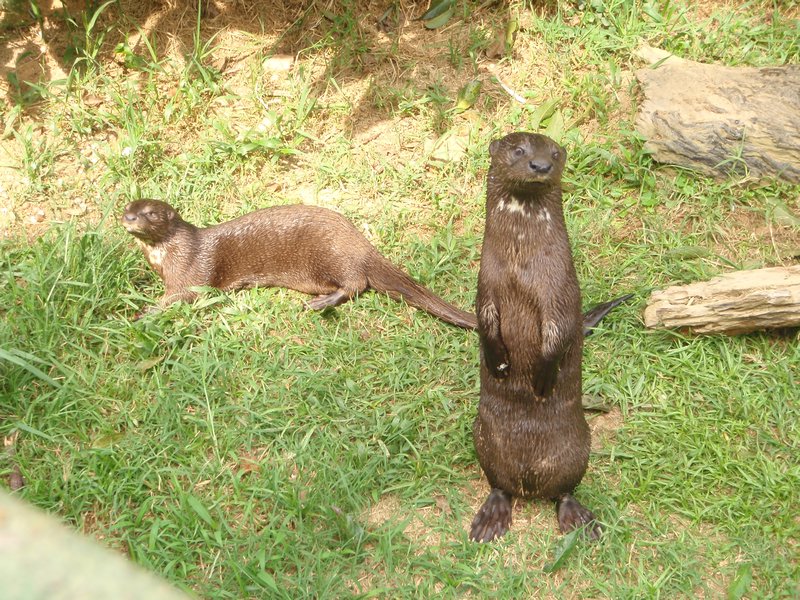 Otters at the Ugandan Wildlife Education Center