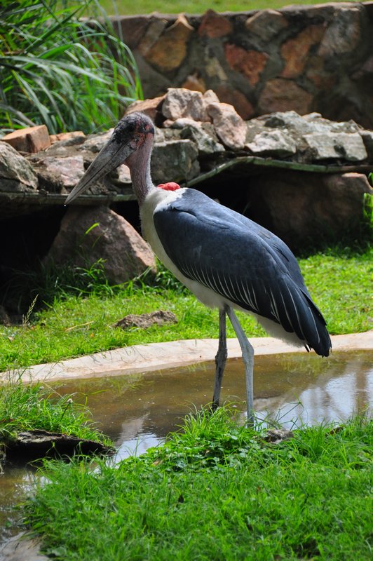 Marabou stork, also at UWEC