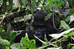 Gorilla in dense foliage, H family