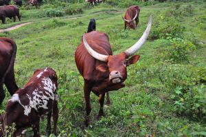 Ankole cow with ridiculously huge horns