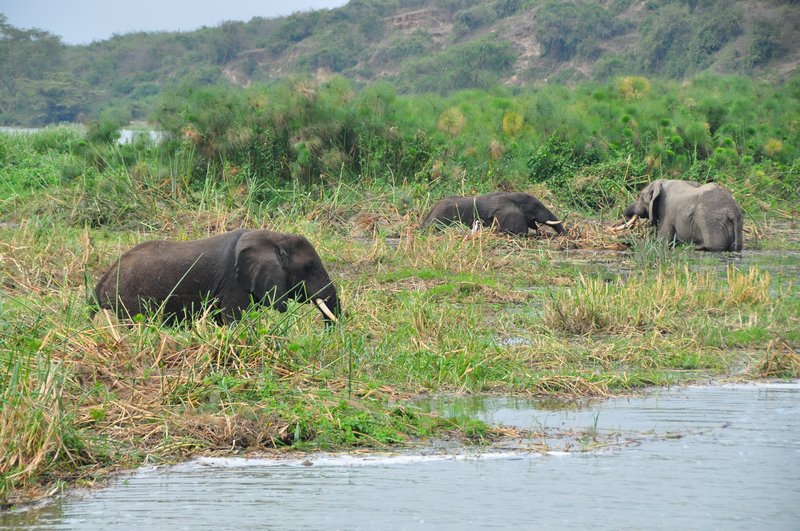 Elephants armpit-deep in river grass