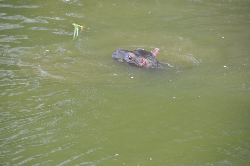 Newborn hippo surfacing for air