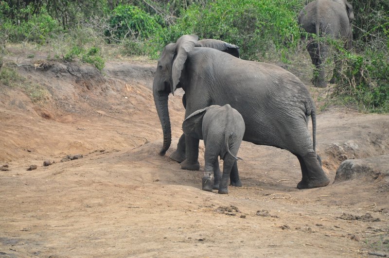 Young elephant with snare around his left hind leg, sticking close to Mom