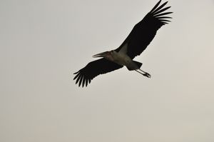 Marabou stork flying over our heads