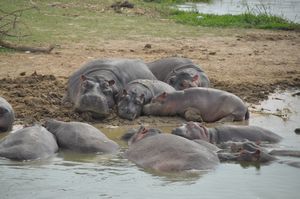 Beached hippos napping