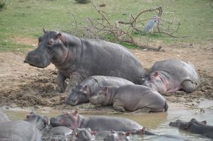 Hippos are disturbed by our boat