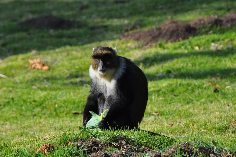Sykes monkey eating some cabbage