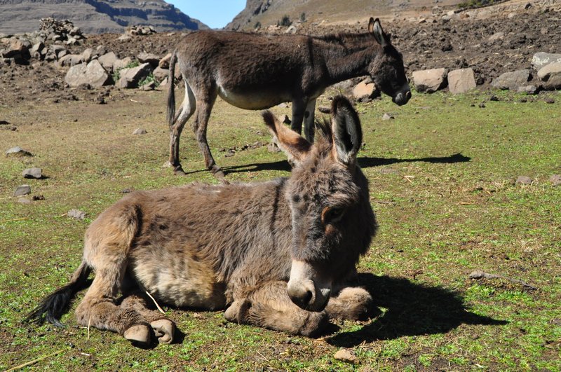 Donkeys relaxing at lunchtime