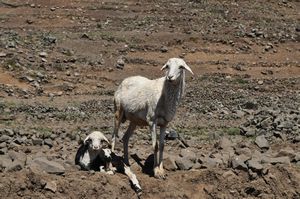 Local sheep and lamb