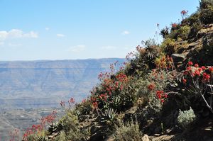 Aloe vera plants on the escarpment