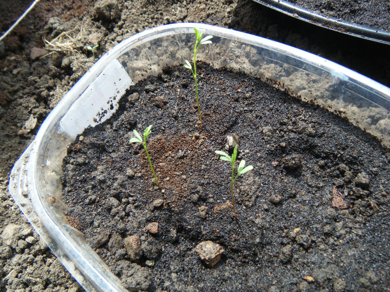 Lentils sprouting