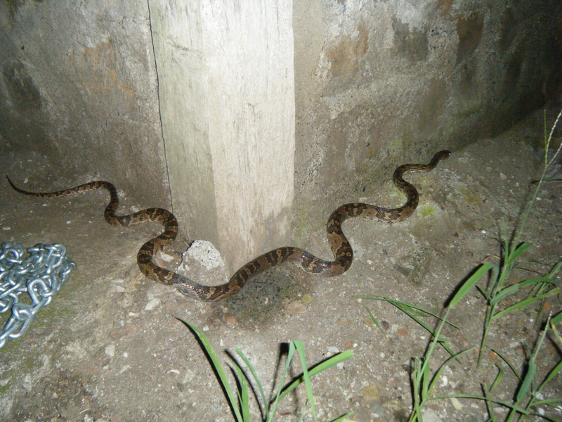 Lyre snake