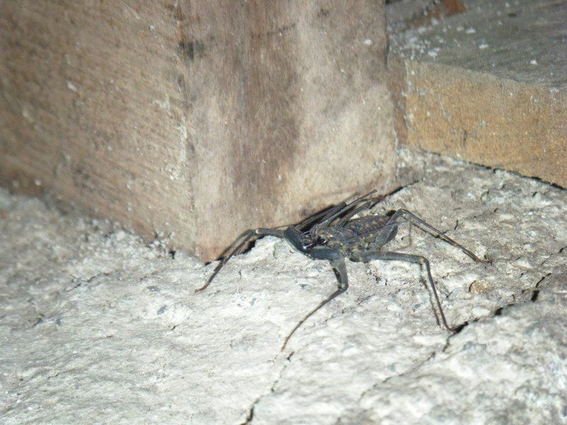Tailess whip scorpion