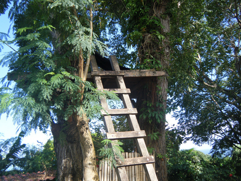 Tree viewing platform