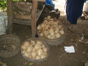 Lots of dehusked coconuts