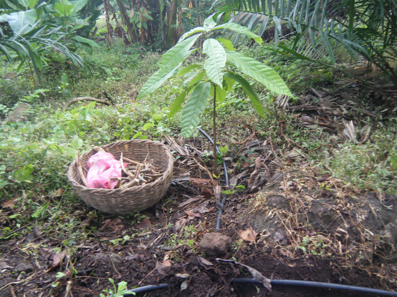 Cacao irrigation