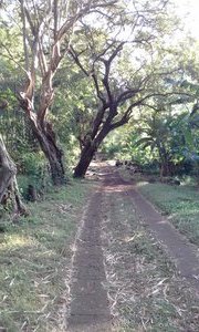 Path to the farm