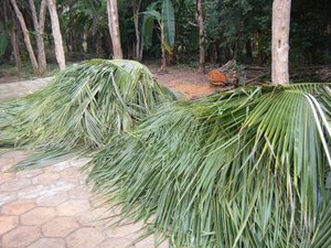 Split Palm leaves