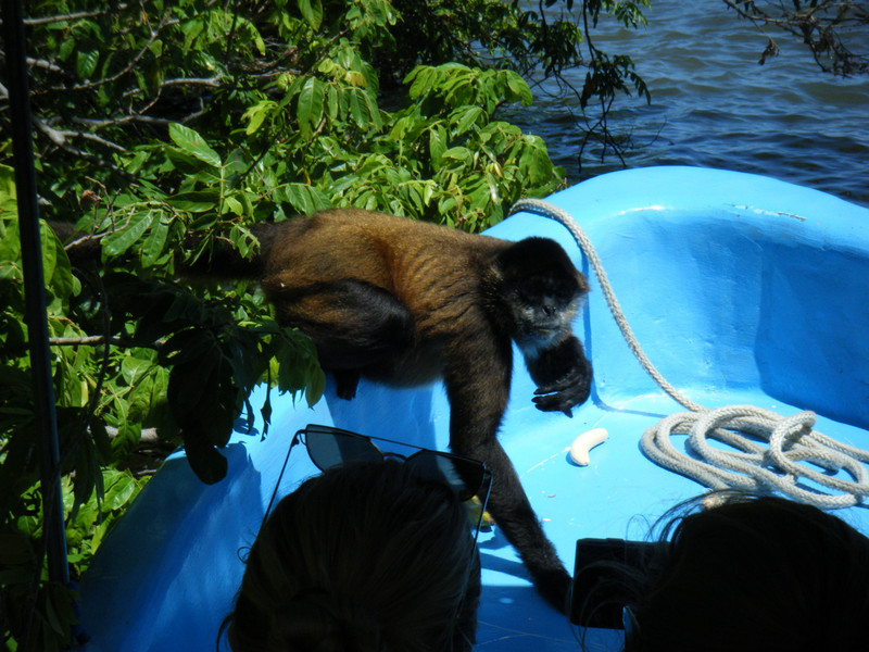 Monkey aboard