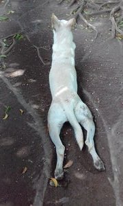 Flexible dog Blanco