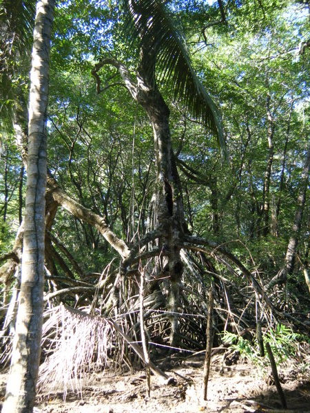 Largest mangroves on the island