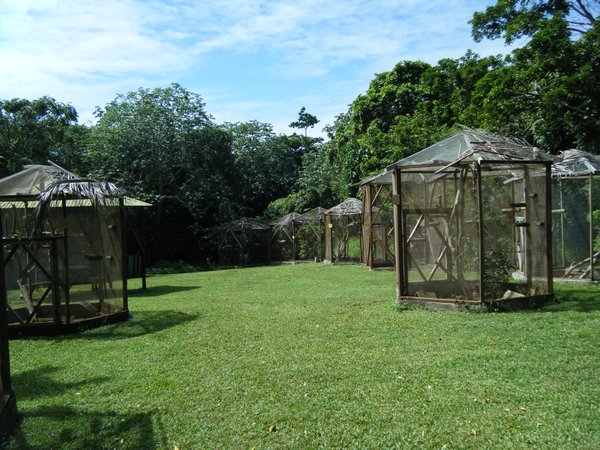 The Iguana cages / pens