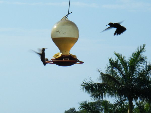 Humming birds feeding
