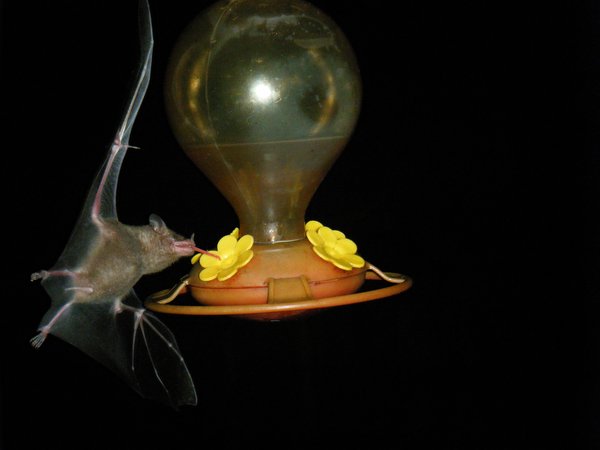 amazing bat picture