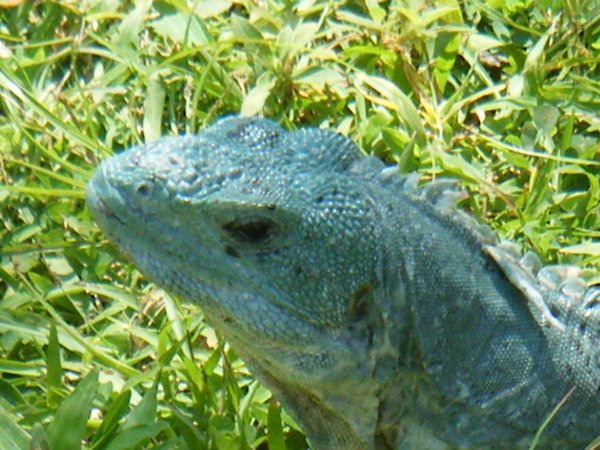 Swampy the Iguana