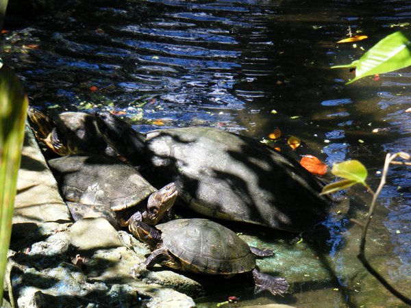 Turtles at the zoo