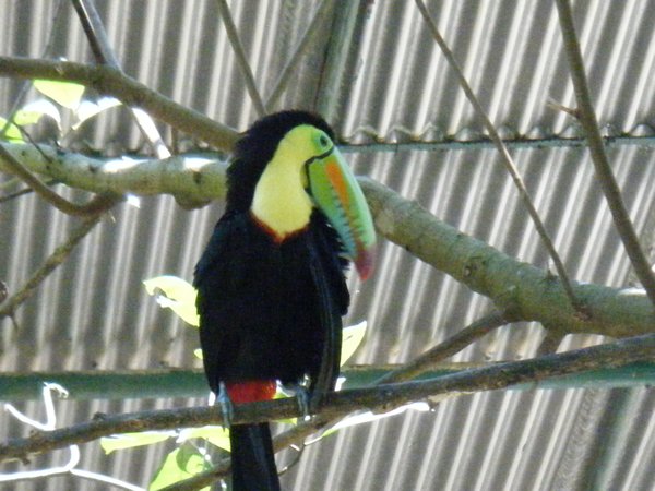 Toucan at zoo